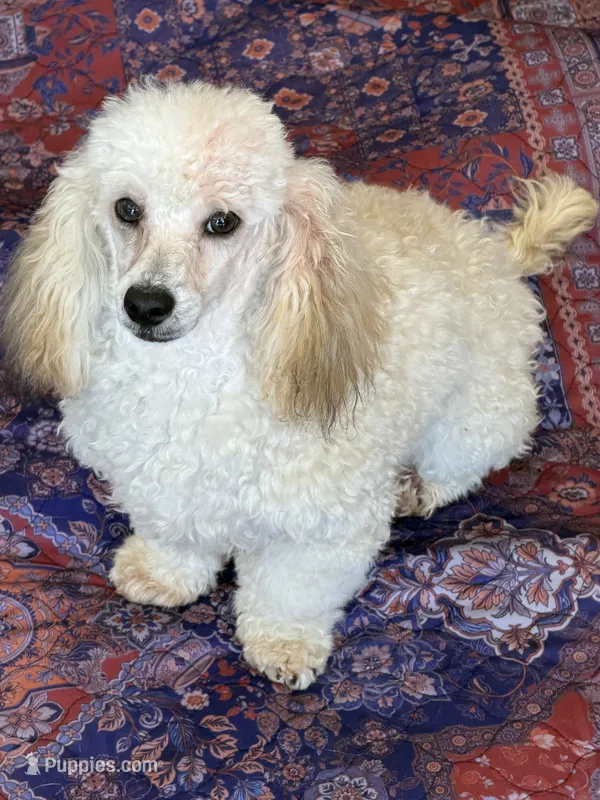 Marshall – Poodle - Toy  puppy for sale in Gaffney, SC