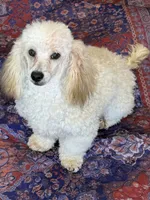 Marshall, a male Poodle - Toy  for sale in Gaffney, SC – 1 of 5