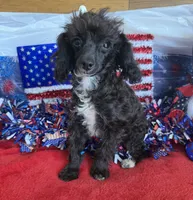 Lady, a female Poodle - Toy  for sale in Gaffney, SC – 3 of 3