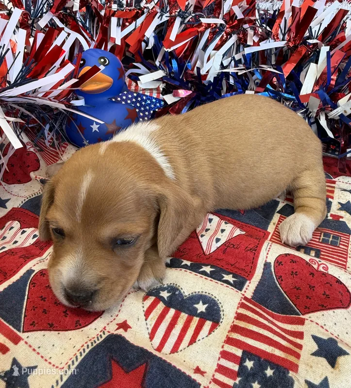 Annie – Miniature Dachshund puppy for sale in Gaffney, SC
