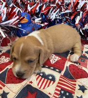 Annie, a female Miniature Dachshund for sale in Gaffney, SC – 1 of 3