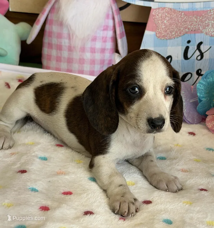 Becca – Miniature Dachshund puppy for sale in Gaffney, SC