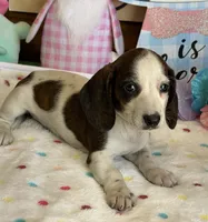 Becca, a female Miniature Dachshund for sale in Gaffney, SC – Photo 1 of 3