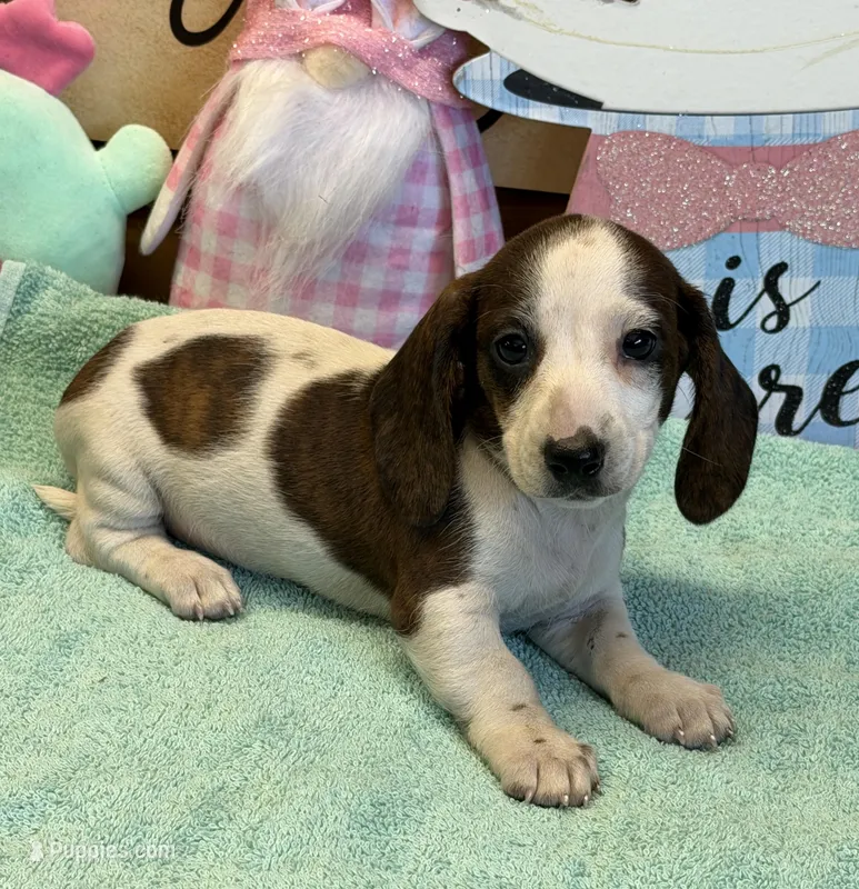Becca – Miniature Dachshund puppy for sale in Gaffney, SC