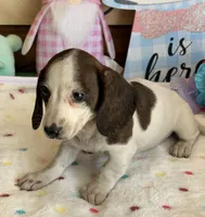 Becca, a female Miniature Dachshund for sale in Gaffney, SC – Photo 2 of 3