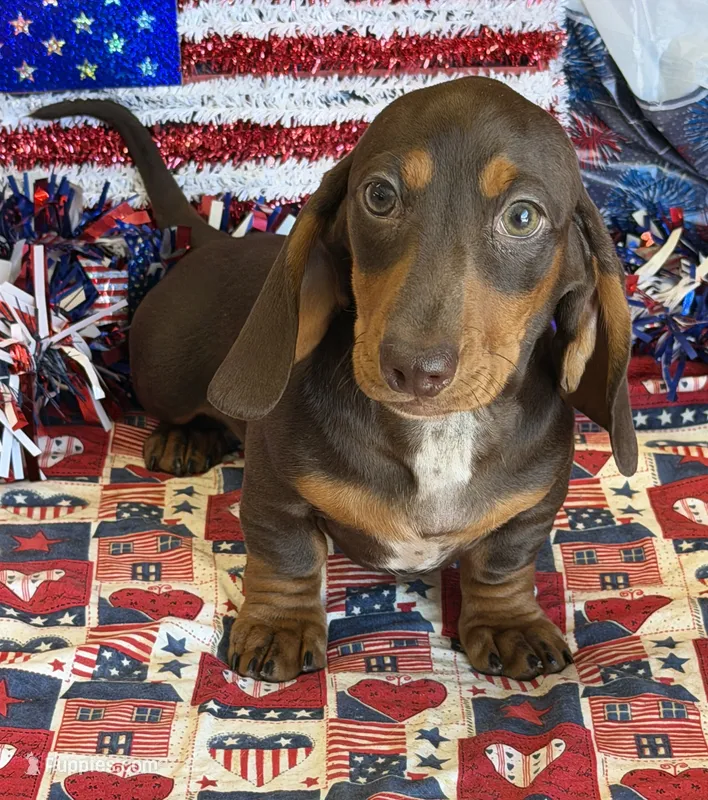 Bucky – Dachshund puppy for sale in Gaffney, SC