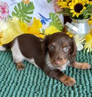 Jace, a male Miniature Dachshund for sale in Gaffney, SC – 3 of 3