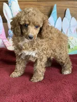 Finn, a male Poodle - Toy  for sale in Gaffney, SC – Photo 3 of 3
