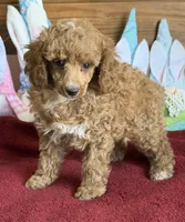 Finn, a male Poodle - Toy  for sale in Gaffney, SC – Photo 2 of 3