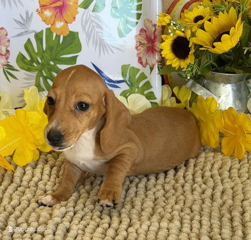 Annie – Miniature Dachshund puppy for sale in Gaffney, SC