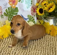 Annie, a female Miniature Dachshund for sale in Gaffney, SC – 4 of 8