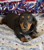 Zipper, a male Miniature Dachshund for sale in Gaffney, SC – 6 of 6