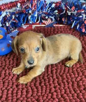 Reba, a female Miniature Dachshund for sale in Gaffney, SC – 2 of 3