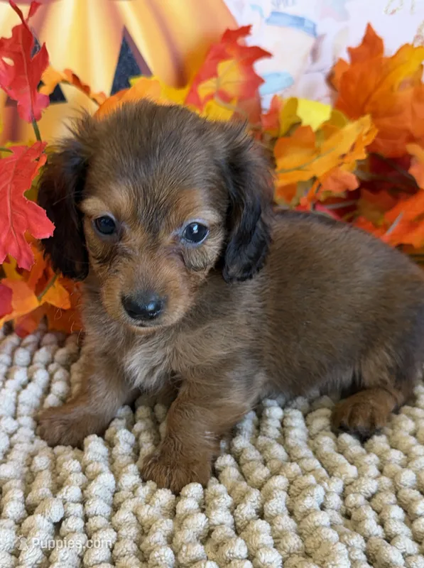 Sarge – Miniature Dachshund puppy for sale in Gaffney, SC