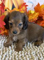 Sarge, a male Miniature Dachshund for sale in Gaffney, SC – 1 of 3