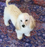 Marshall, a male Poodle - Toy  for sale in Gaffney, SC – 3 of 5