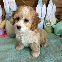 Fritz, a male Cockapoo for sale in Gaffney, SC – Photo 3 of 3