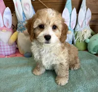 Fritz, a male Cockapoo for sale in Gaffney, SC – Photo 2 of 3