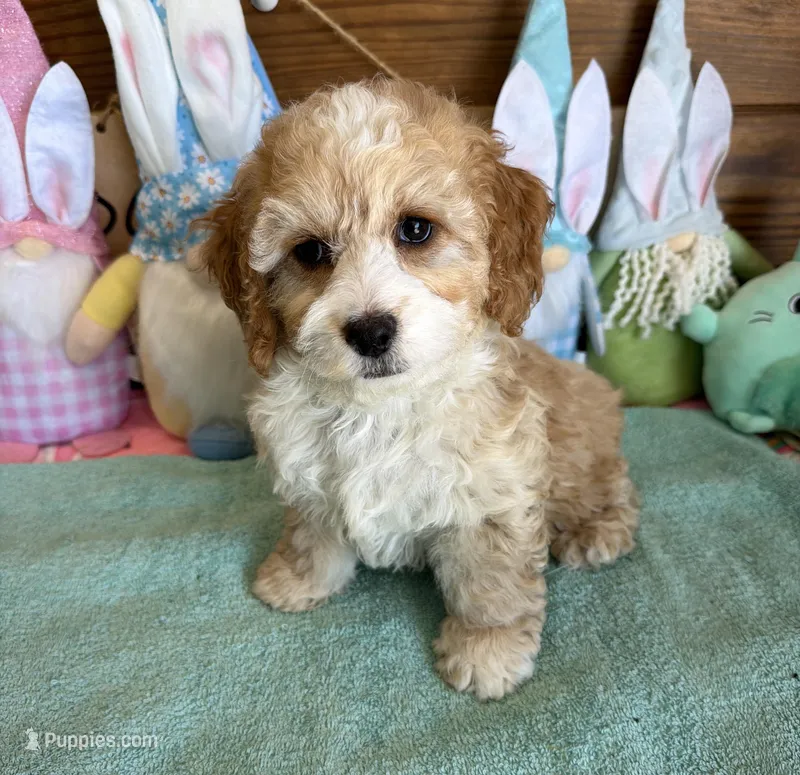 Fritz – Cockapoo puppy for sale in Gaffney, SC