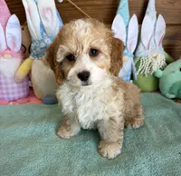 Fritz, a male Cockapoo for sale in Gaffney, SC – Photo 1 of 3