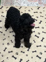 Rocky, a male Cockapoo for sale in Gaffney, SC – 4 of 9