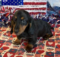 Gabe, a male Miniature Dachshund for sale in Gaffney, SC – 3 of 3