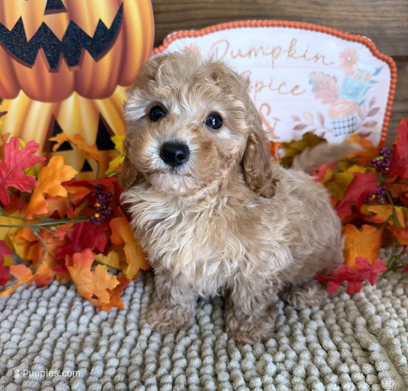 Honey – Cavapoo puppy for sale in Gaffney, SC
