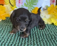 Toby, a male Miniature Dachshund for sale in Gaffney, SC – 3 of 3