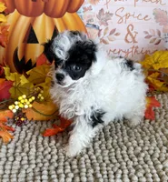 Princess, a female Poodle - Toy  for sale in Gaffney, SC – 2 of 2