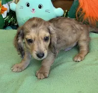 Louie, a male Dachshund for sale in Gaffney, SC – Photo 2 of 3