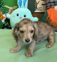 Louie, a male Dachshund for sale in Gaffney, SC – Photo 1 of 3