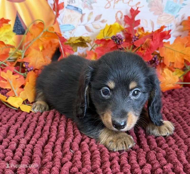 Willie – Miniature Dachshund puppy for sale in Gaffney, SC