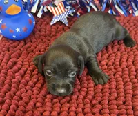 Solid Black Wire Boy, a male Miniature Dachshund for sale in Gaffney, SC – 2 of 2