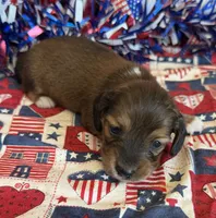Jack, a male Miniature Dachshund for sale in Gaffney, SC – 2 of 3