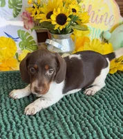 John, a male Miniature Dachshund for sale in Gaffney, SC – 2 of 3