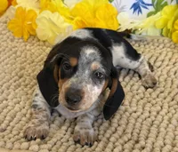 Tigger, a male Miniature Dachshund for sale in Gaffney, SC – 2 of 3