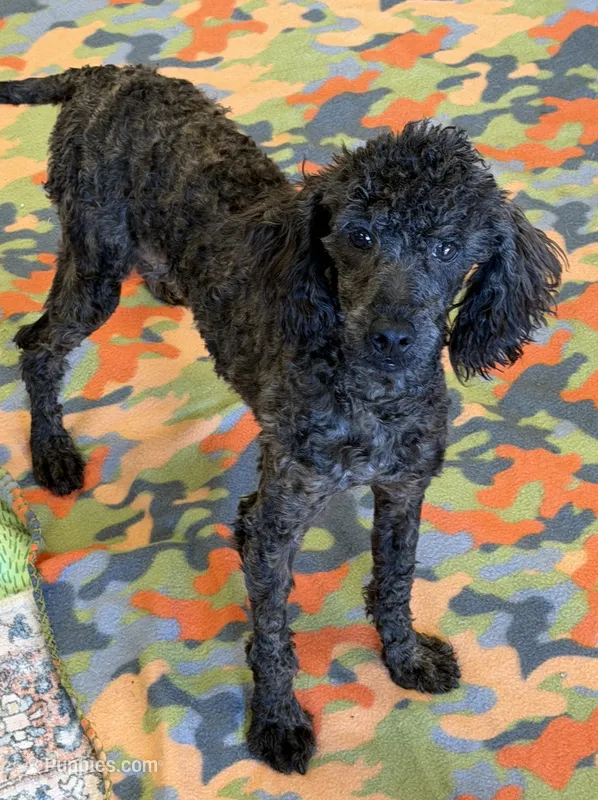 Rascal – Poodle - Miniature  puppy for sale in Gaffney, SC