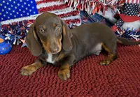 Archie, a male Dachshund for sale in Gaffney, SC – 3 of 4
