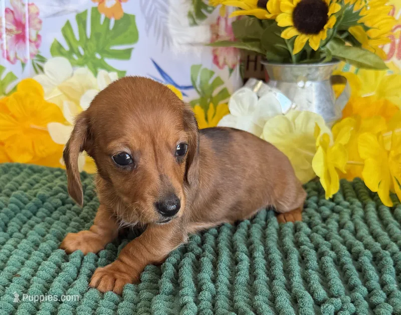 Reba 2 – Miniature Dachshund puppy for sale in Gaffney, SC