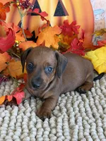 Mason, a male Miniature Dachshund for sale in Gaffney, SC – 2 of 4