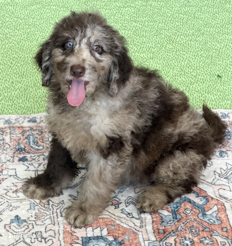 Jasmine – Miniature Labradoodle puppy for sale in Gaffney, SC