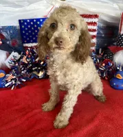 Bear, a male Cockapoo for sale in Gaffney, SC – 3 of 3