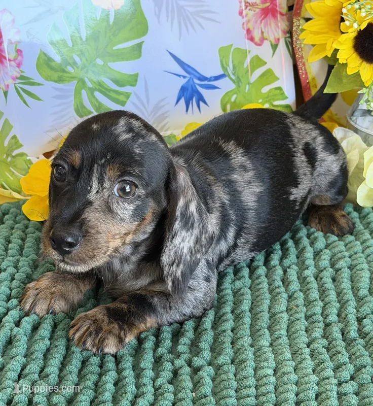 Speckles Wire – Miniature Dachshund puppy for sale in Gaffney, SC