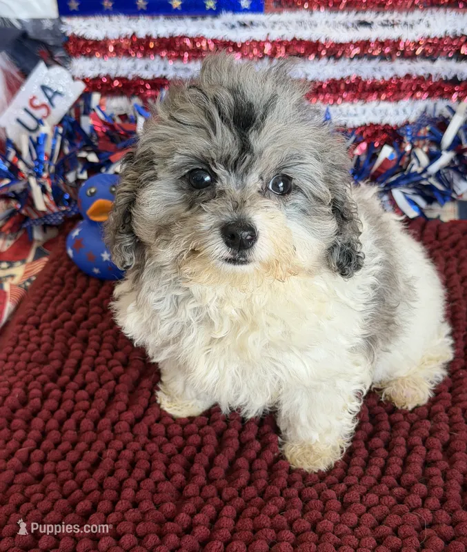 Buttons – Cockapoo puppy for sale in Gaffney, SC