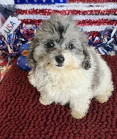 Buttons, a male Cockapoo for sale in Gaffney, SC – 1 of 4