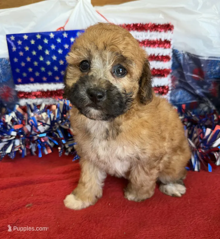 Trudy – Poodle - Toy  puppy for sale in Gaffney, SC