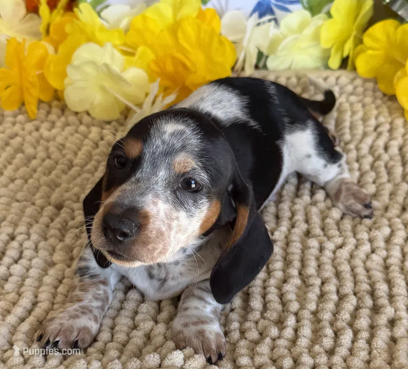 Tigger – Miniature Dachshund puppy for sale in Gaffney, SC