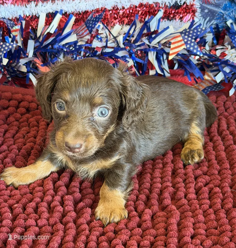 Willow – Miniature Dachshund puppy for sale in Gaffney, SC