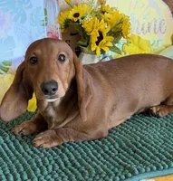 Nate, a male Dachshund for sale in Gaffney, SC – 2 of 3