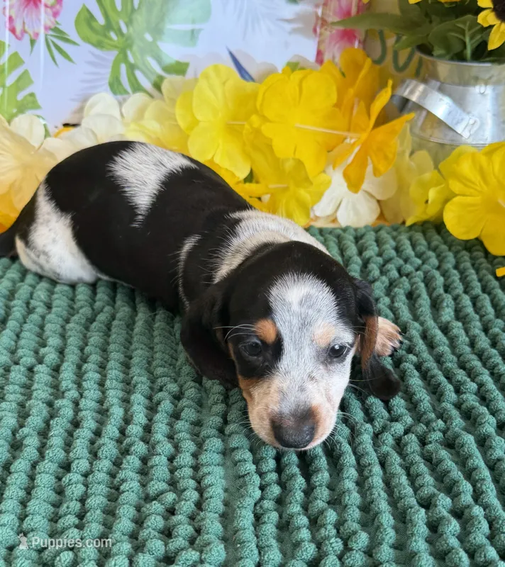 Tigger – Miniature Dachshund puppy for sale in Gaffney, SC